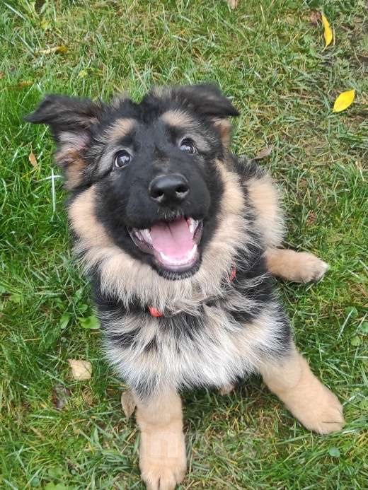Собаки в Москве: Щенок немецкой овчарки д/ш Девочка, 28 000 руб. - фото 3