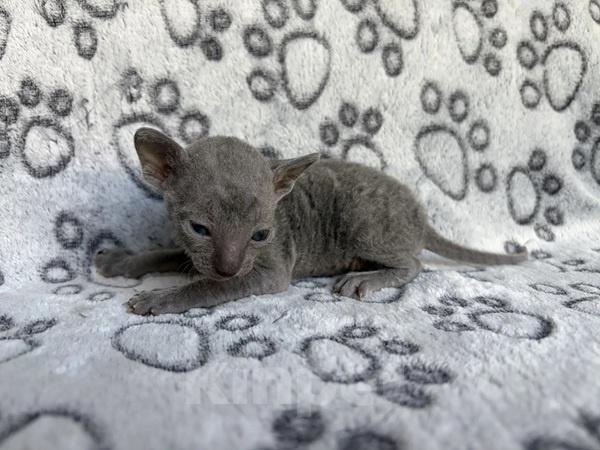 Кошки в Балашихе: Кошечка Дорис Девочка, 80 000 руб. - фото 6