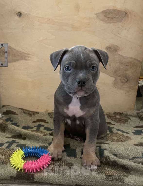 Собаки в других городах Ленинградской области: Гайдай Мальчик, 45 000 руб. - фото 2