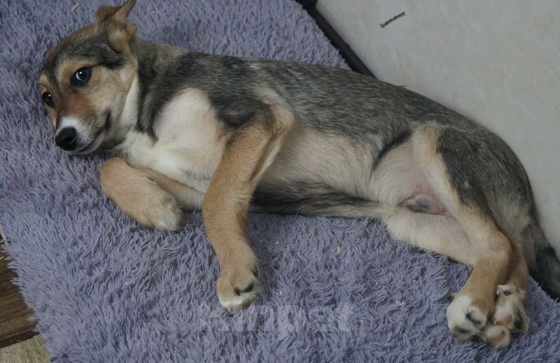 Собаки в Москве: Рыжий щенок, бородатый, белый, в добрые руки щенки Мальчик, 1 руб. - фото 5