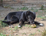 Собаки в Краснодаре: СЛАВНЫЙ КАРАЧАЙ Мальчик, Бесплатно - фото 5