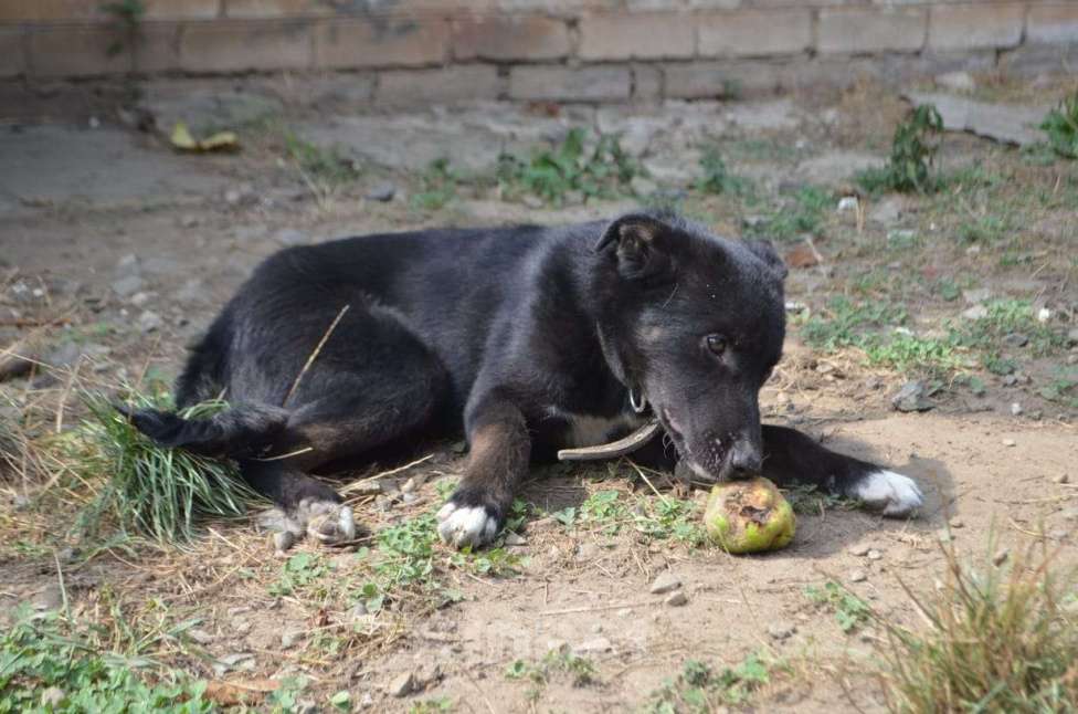 Собаки в Краснодаре: СЛАВНЫЙ КАРАЧАЙ Мальчик, Бесплатно - фото 5