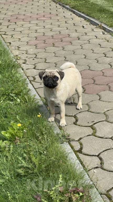 Собаки в Новокузнецке: Щенок мопса Девочка РКФ  Девочка, 40 000 руб. - фото 3