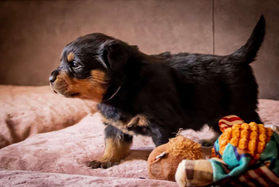 Собаки в Смоленске: Щенки ротвейлера Мальчик, 120 000 руб. - фото 2
