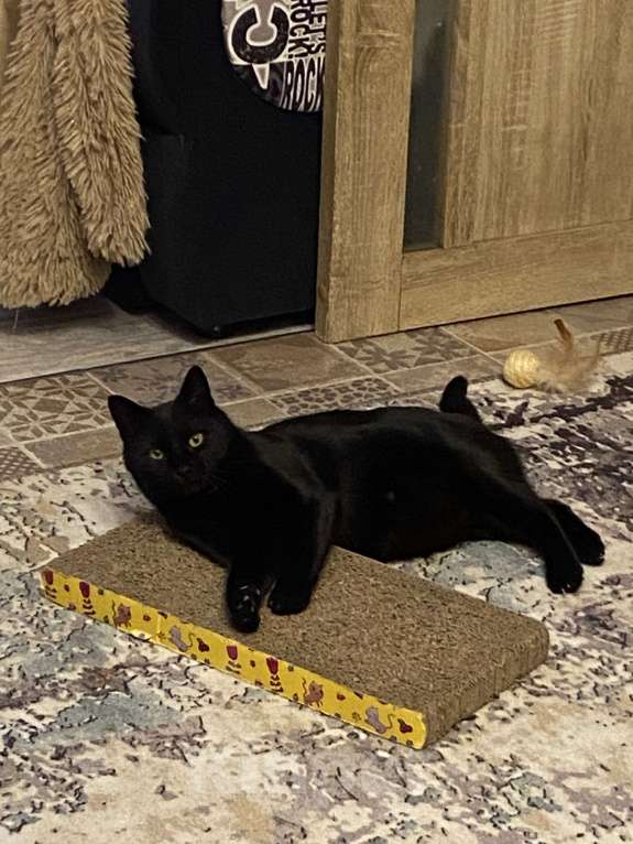 Кошки в Москве: Помогите, пожалуйста, найти кошку Тучку Девочка, Бесплатно - фото 4