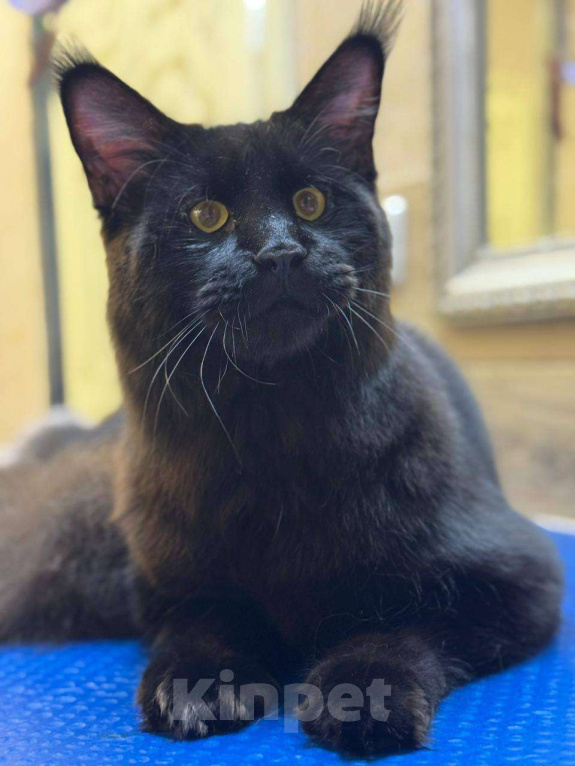 Кошки в Санкт-Петербурге: Вязка Мальчик, Бесплатно - фото 1