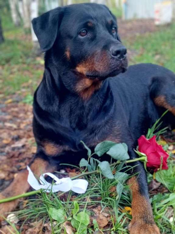 Собаки в Белорецке: Отдам в добрые руки Девочка, Бесплатно - фото 1