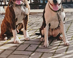 Собаки в Курске: Бронь на щенков амм стаффов Девочка, 20 000 руб. - фото 1