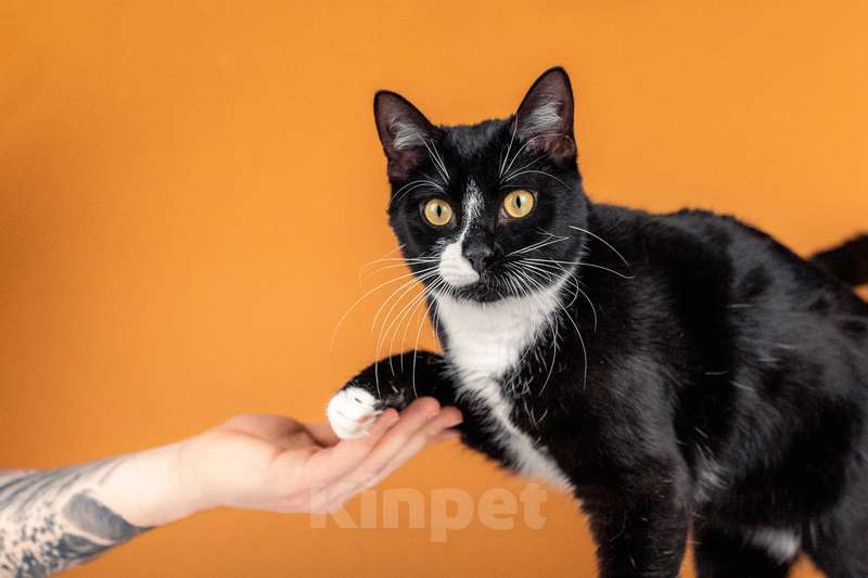 Кошки в Москве: Весёлый и беззаботный молодой кот Тоша в добрые руки Мальчик, Бесплатно - фото 3