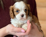Собаки в Челябинске: Кавалер Кинг Чарльз Спаниель ль Мальчик, 80 000 руб. - фото 3