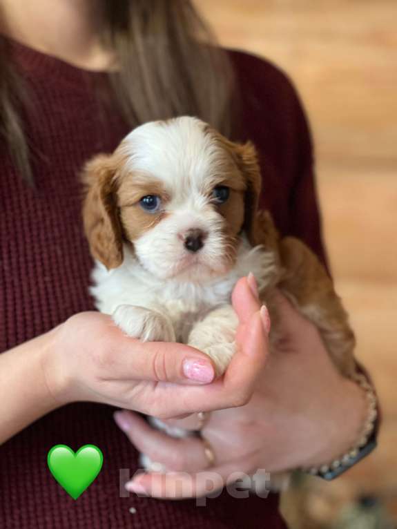 Собаки в Челябинске: Кавалер Кинг Чарльз Спаниель ль Мальчик, 80 000 руб. - фото 3