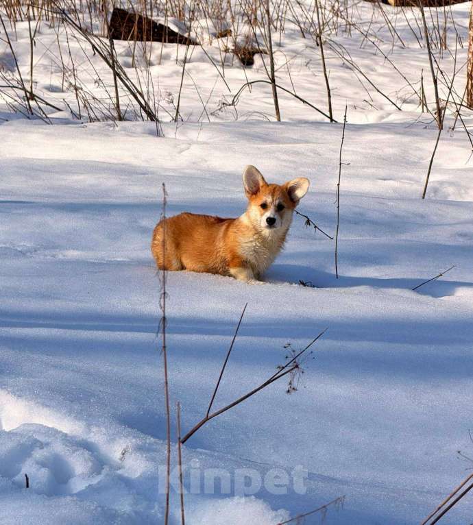 Собаки в Москве: Щенки вельш корги Пемброк Девочка, 45 000 руб. - фото 7