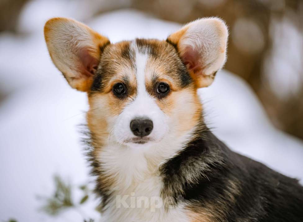 Собаки в Новосибирске: Вельш Корги Пемброк Джуди Хопс Девочка, 65 000 руб. - фото 1