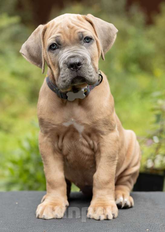 Собаки в других городах Свердловской области: Щенок Кане-корсо: девочка форментино  Девочка, 80 000 руб. - фото 5