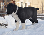 Собаки в Новосибирске: Щенки среднеазиатской овчарки Разнополые, Бесплатно - фото 2