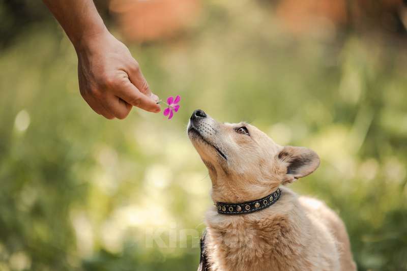 Собаки в Москве: Метис чихуахуа Руби в добрые руки Девочка, Бесплатно - фото 4