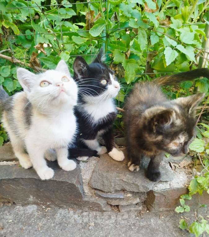 Кошки в Таганроге: В добрые руки Мальчик, Бесплатно - фото 2