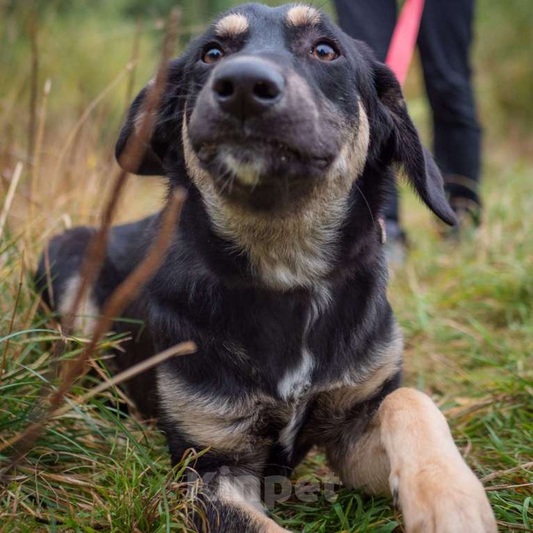 Собаки в Москве: Бадди Мальчик, Бесплатно - фото 2