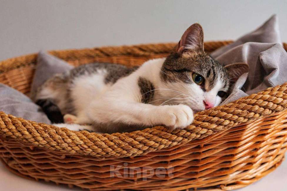 Кошки в Балашихе: Морошка Девочка, Бесплатно - фото 5