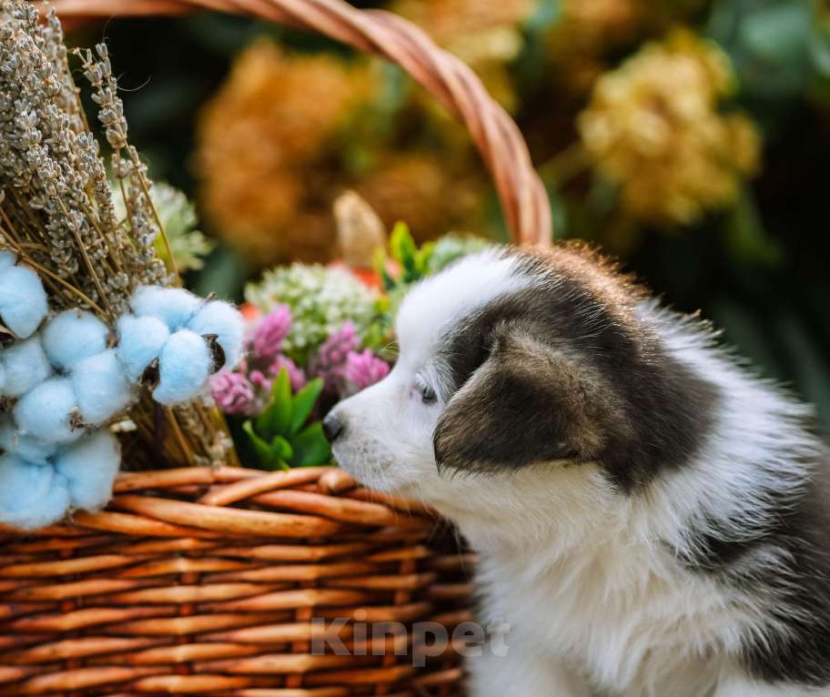 Собаки в Новосибирске: Вельш Корги Пемброк Моргана ле Фэй Девочка, 65 000 руб. - фото 7