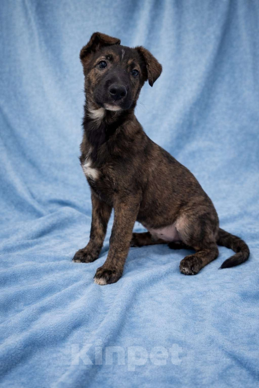 Собаки в Москве: Тиграш щенок мальчик в поисках дома Мальчик, Бесплатно - фото 10