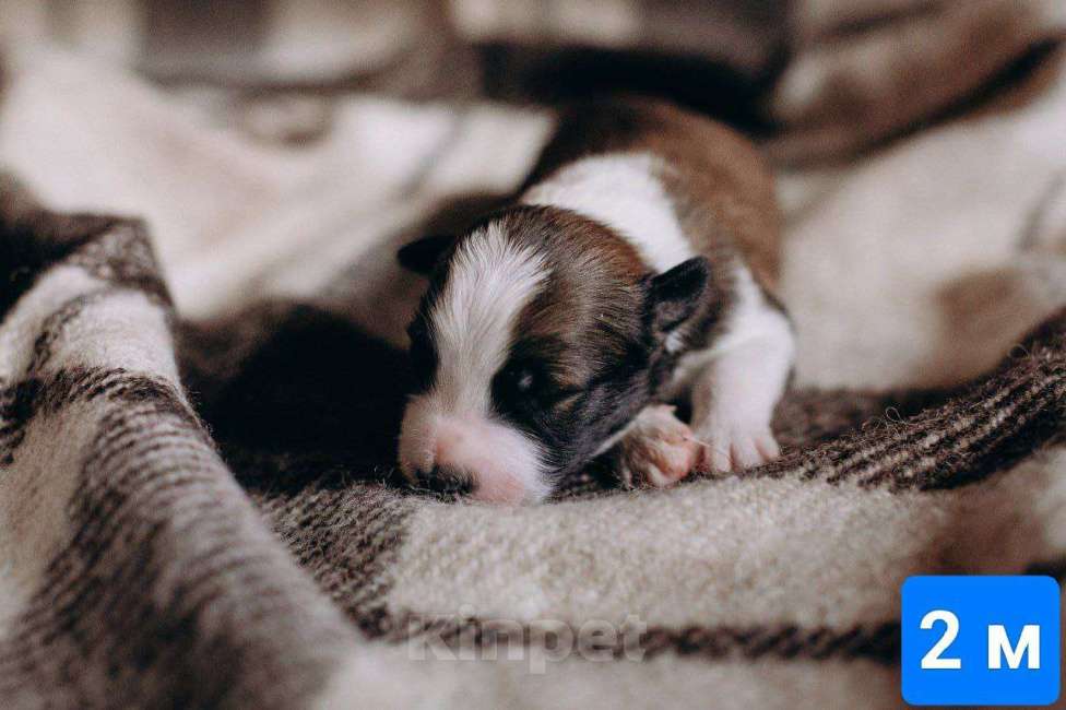 Собаки в Красноярске: Продам щенка Бордер Колли Мальчик, 110 000 руб. - фото 1