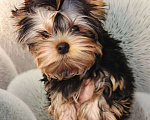 Собаки в Кирове: Щенки Йорки Мальчик, Бесплатно - фото 1