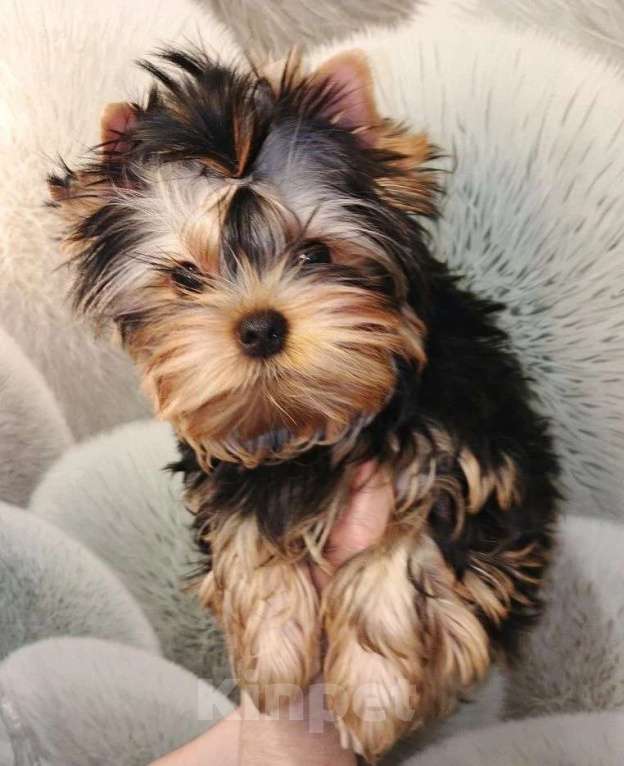 Собаки в Кирове: Щенки Йорки Мальчик, Бесплатно - фото 1