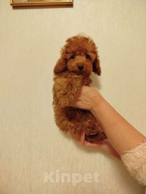 Собаки в Москве: Той-пудель щенок Мальчик, 150 000 руб. - фото 2