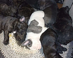 Собаки в Арамиле: Щенки французского бульдога Мальчик, 20 000 руб. - фото 1