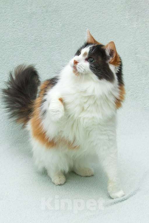 Кошки в Москве: Трехцветная пушистая спокойная кошка-куколка Африка в дар Девочка, 1 руб. - фото 6