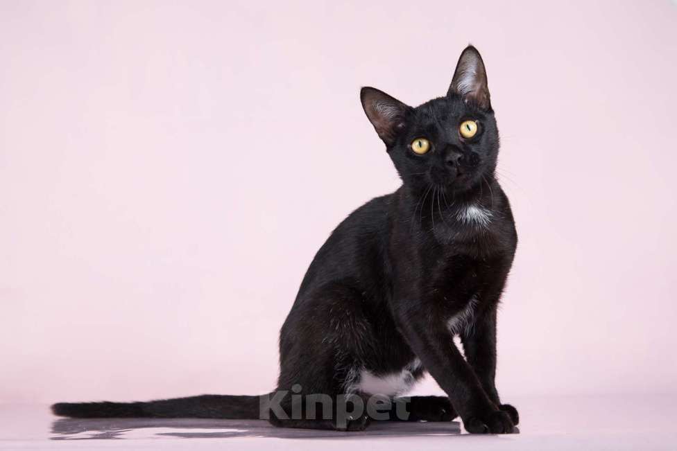 Кошки в Москве: Котик Найт ищет семью  Мальчик, Бесплатно - фото 4