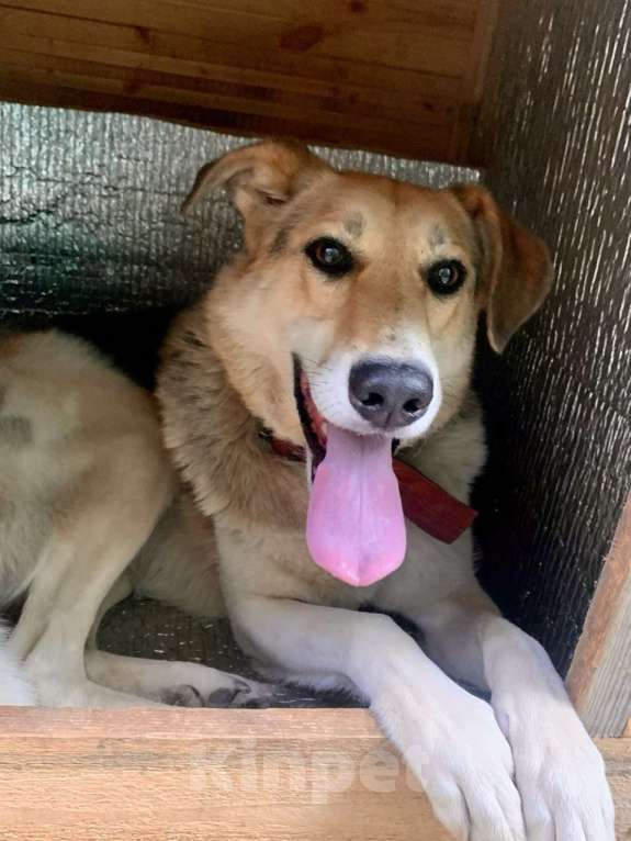 Собаки в Москве: Она ждет семью уже 3 года Девочка, Бесплатно - фото 2