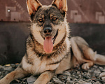 Собаки в Санкт-Петербурге: Дакота ищет дом Девочка, Бесплатно - фото 3