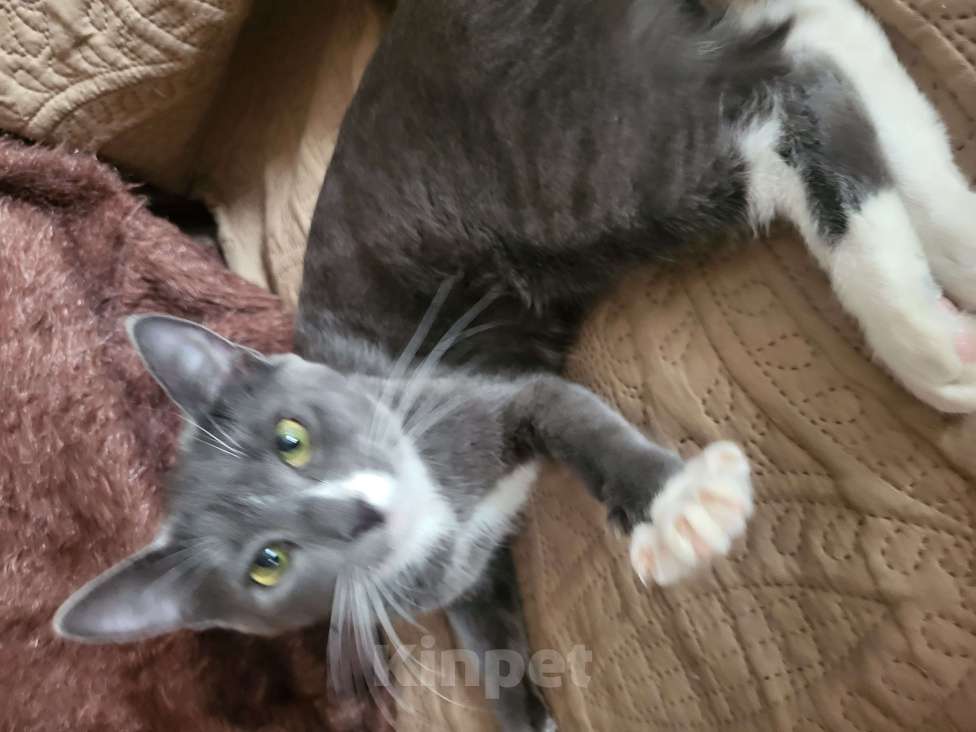 Кошки в Москве: Питомец только в добрые руки Мальчик, 1 руб. - фото 8