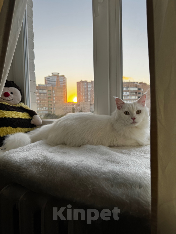 Кошки в Реутове: Кошечка в добрые руки Девочка, Бесплатно - фото 2