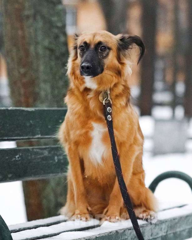 Собаки в Москве: Здравствуйте, я  - Алиса :) Девочка, Бесплатно - фото 7