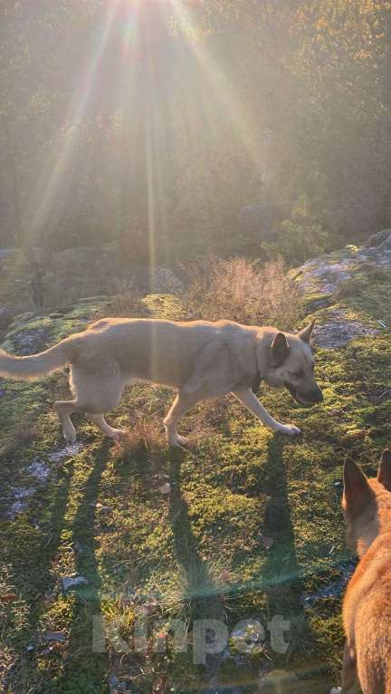 Собаки в других городах Ленинградской области: Стойкий но мягкий Мальчик, Бесплатно - фото 3