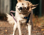 Собаки в Москве: Пушистый белый красавец пёс Альф в дар Мальчик, 1 руб. - фото 2