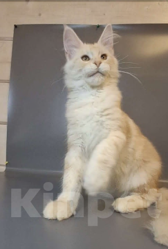 Кошки в Уфе: Котёнок мейн-кун мальчик Мальчик, 45 000 руб. - фото 5