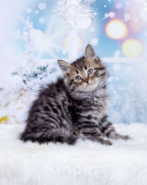 Кошки в Москве: Мальчик Эндрю Мальчик, 50 000 руб. - фото 3