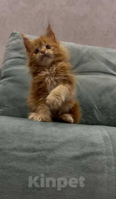 Кошки в Иркутске: Котенок мейн-кун Луис Мальчик, 30 000 руб. - фото 2