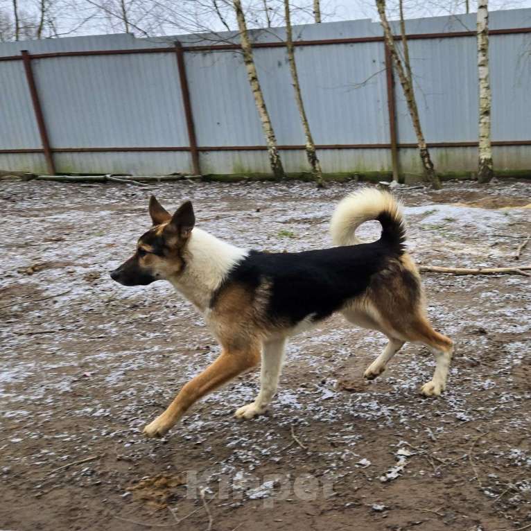Собаки в Клине: Кокос — добрый и звонкий мальчишка в поисках самого лучшего хозяина Мальчик, Бесплатно - фото 5