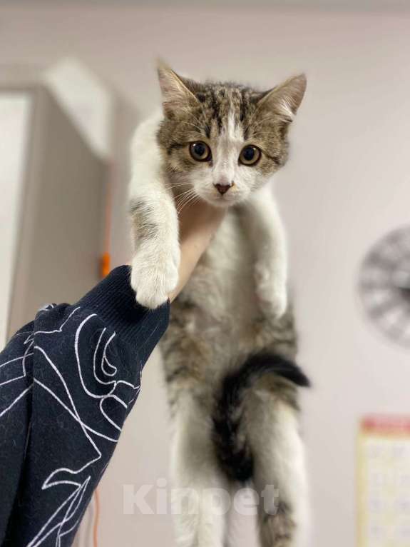 Кошки в Москве: Котенок Шерлок 3 месяца ищет дом Мальчик, Бесплатно - фото 2