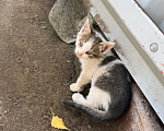 Кошки в Москве: 😻 Они ждут своих родителей… Разнополые, Бесплатно - фото 10