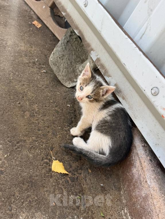 Кошки в Москве: 😻 Они ждут своих родителей… Разнополые, Бесплатно - фото 10