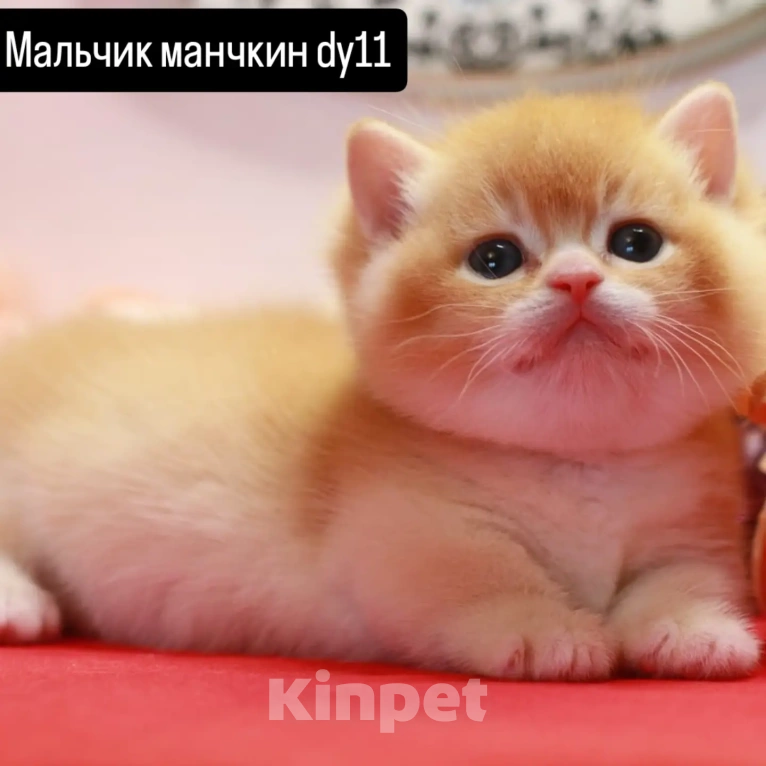 Кошки в Москве: Красавчик котик  Мальчик, 100 000 руб. - фото 1