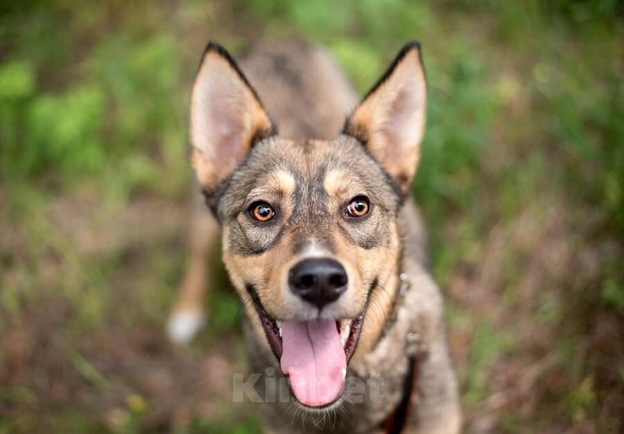 Собаки в Москве: Флеш - собака, заряженная солнцем Мальчик, Бесплатно - фото 4