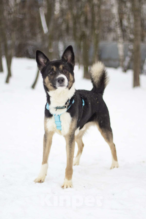 Собаки в Москве: Очаровашка Брюс в поисках дома Мальчик, Бесплатно - фото 1