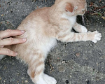 Кошки в Арзамасе: Бесплатно, Бесплатно - фото 4